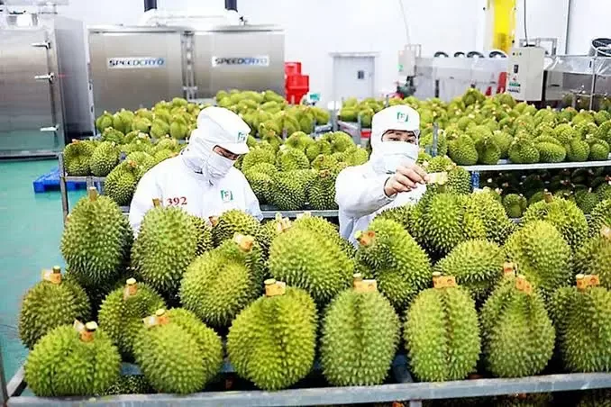 Xuất khẩu trái cây đi hàn Quốc